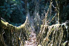 Image result for Cherrapunji root bridge