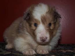 All the dogs live in the house underfoot with lots of outside running time. Sheltie Puppy Pets And Animals For Sale Ohio