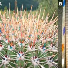 Succulent plant types and one sexually. Pdf Daily To Decadal Patterns Of Precipitation Humidity And Photosynthetic Physiology Recorded In The Spines Of The Columnar Cactus Carnegiea Gigantea