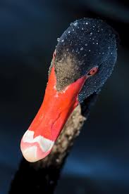 The beak is red and the eyes are black with a white stripe just below each eye. Black Swan Swan Waterfowl Bird Red Beak Red Eyes Portrait Black Red Pikist