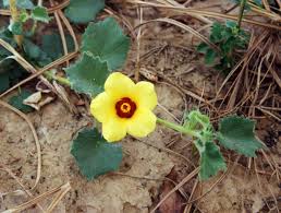 Image result for Hibiscus panduriformis