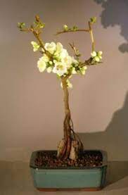 Process to make japanese quince mini bonsai from cutting. Japanese Flowering Quince Bonsai Tree Root Over Rock Style Chaenomles Toyo Nishiki