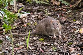 Gary pavey, from brisbane, australia, was shocked after finding the pie in his back garden on monday morning. How Do I Get Rid Of Rats In My Garden Pest Co Uk