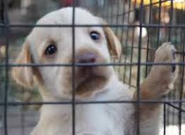 Top Pet Shops For Dog In Kodungallur Best Pet Store Justdial