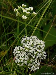 Image result for Berula erecta