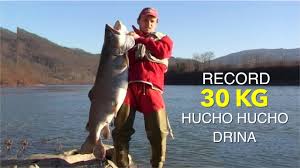 Mlàdica — mlàdica1 ž zool. Record Of Hucho Hucho Drina River 30 Kg Najveca Ulovljena Mladica Na Drini 30 Kg Youtube