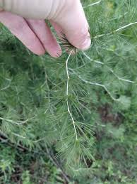 Image result for Asparagus laricinus