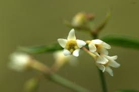 Image result for Vincetoxicum apiculatum