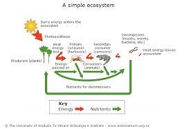 The position of the amino acids in the chromatogram can be detected by spraying with ninhydrin, which reacts with amino acids to yield highly coloured products … Simple Ecosystem Diagram Science Learning Hub