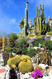 New 100 pcs mix cactus seeds t rare succulents plant for home garden decoration. 32 Cactus Ideas Cactus Cacti And Succulents Cactus Plants