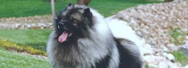 This dog is an eager learner, upbeat, watchful, and loyal. Windrift Keeshond Pet Services Santa Rosa