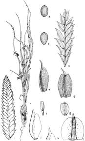 Image result for Pycreus pumilus