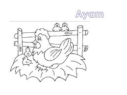 Perlu kamu ketahui anak ayam ini tidak memiliki warna bulu lantas bagaimana cara mewarnai anak ayam ini? Muat Turun Gambar Mewarna Ayam Yang Berguna Dan Boleh Di Dapati Dengan Mudah Pendidikan Abad Ke 21