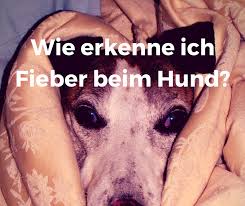 Wann hat der hund fieber? Ab Wann Hat Ein Hund Fieber Erkennen Messen Und Senken Hunde Gesunde Hunde Hundehilfe