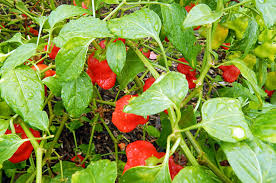Image result for Capsicum baccatum
