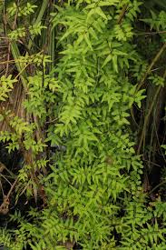 Image result for Lygodium microphyllum