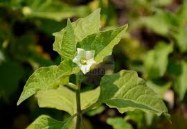 Image result for Discopodium penninervium