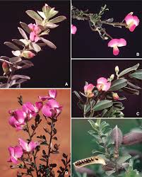 Image result for Rhynchosia divaricata