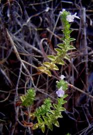 Image result for Micromeria imbricata
