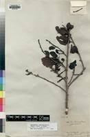 Image result for Agelanthus sansibarensis