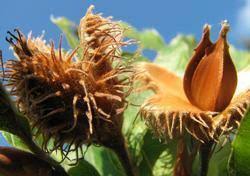 Image result for Fagus sylvatica