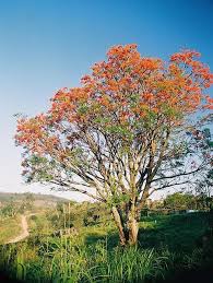 Image result for Erythrina falcata