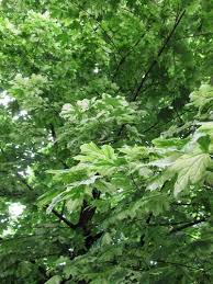 Image result for Vepris drummondii