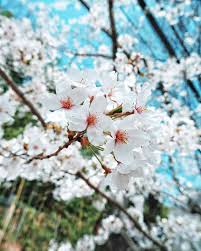  7 Kali Bolak Balik Ke Jepang Belum Nemu Bosen Selalu Ada Yang Bikin Kangen Dan Banyak Hal Baru Untuk Bisa Dilihat Juga Dicoba Bunga Bunga Sakura Lukisan Bunga