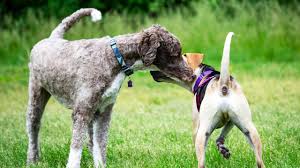 5 стыдных вещей, которые делает каждая собака - Питомцы Mail