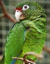 Este Es El Increible Loro Hincha De Atletico Nacional Loros Guacamayos Aves De Rapina