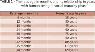 Rats Age Versus Humans Age What Is The Relationship