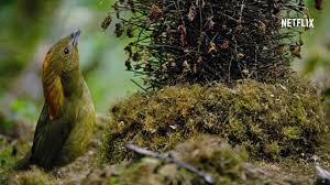 Hd ss 27 eps 11. Dancing With The Birds Movie Clip Video Dailymotion