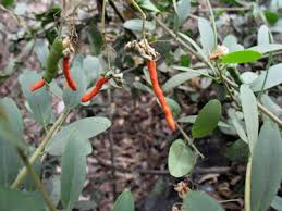 Image result for Cadaba