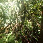 Image result for Uapaca guineensis