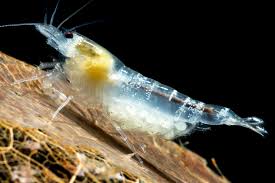 How to Breed Freshwater Shrimp?