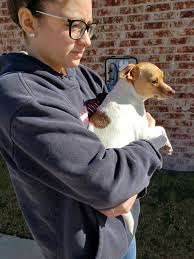 He is a big Chihuahua!!! Everyone thinks he is a Jack Russel!!😂😂😂