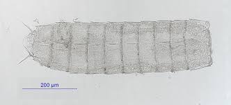 Image result for Pycnosphaera