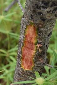 Image result for Lannea humilis