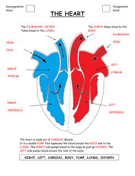 Parts Of The Heart Diagram Worksheet Heart Diagram Parts Of The Heart Homeschool Science Experiments