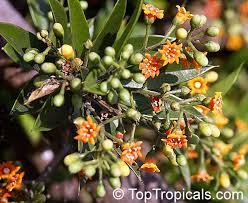 Image result for Bussea xylocarpa
