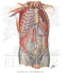 It is directed inferiorly and medially extending from the posterior aspects of the lower eight ribs to the linea alba, the pubis, and the iliac crest (fig. Arteries Of Anterior Abdominal Wall Blood Supply Of The Abdomen