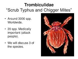 Important chigger mites include trombicula akamushi causing scrub typhus to human; Ppt Mites Powerpoint Presentation Free Download Id 4057793