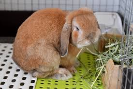 うさぎたちが さっさとお部屋に戻ってしまう理由 うさぎ
