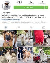 How To Make Your Dog Instagram Famous In 10 Weeks Or Less