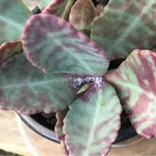 Kalanchoe Marmorata Pen Wiper Plant Planting Succulents Succulents Plants