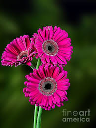 Pin On Floral Art
