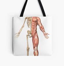 Includes bibliographical references and index. The Human Skeleton And Muscular System Back View Tote Bag By Stocktrekimages Redbubble