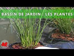 Les plantes aquatiques dites « filtrantes » tiennent un rôle prépondérant dans le lagunage d'un bassin. Bassin De Jardin Plantes Aquatiques Youtube