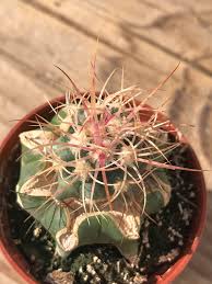 Image result for Tricalysia schliebenii