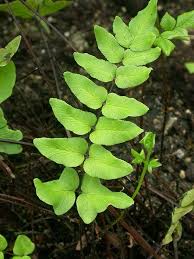 Image result for Pellaea boivinii